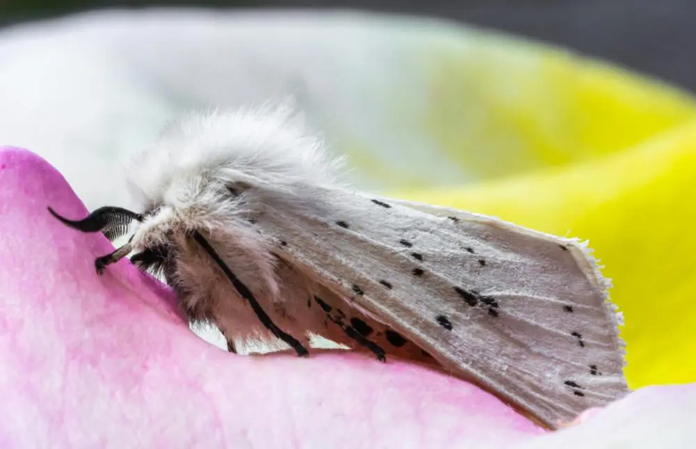 mariposas en la cocina - Dónde se esconden las polillas en casa