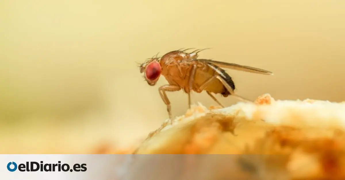 mosquitas en la cocina - Por qué hay tantas mosquitas en mi casa