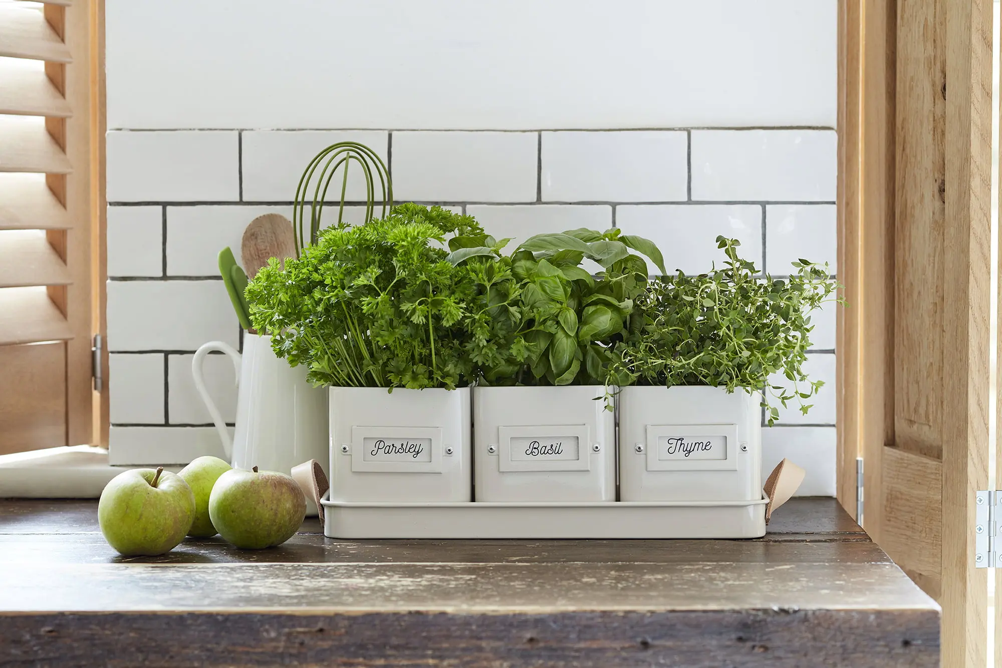 maceteros cocina - Qué planta poner en una maceta chiquita